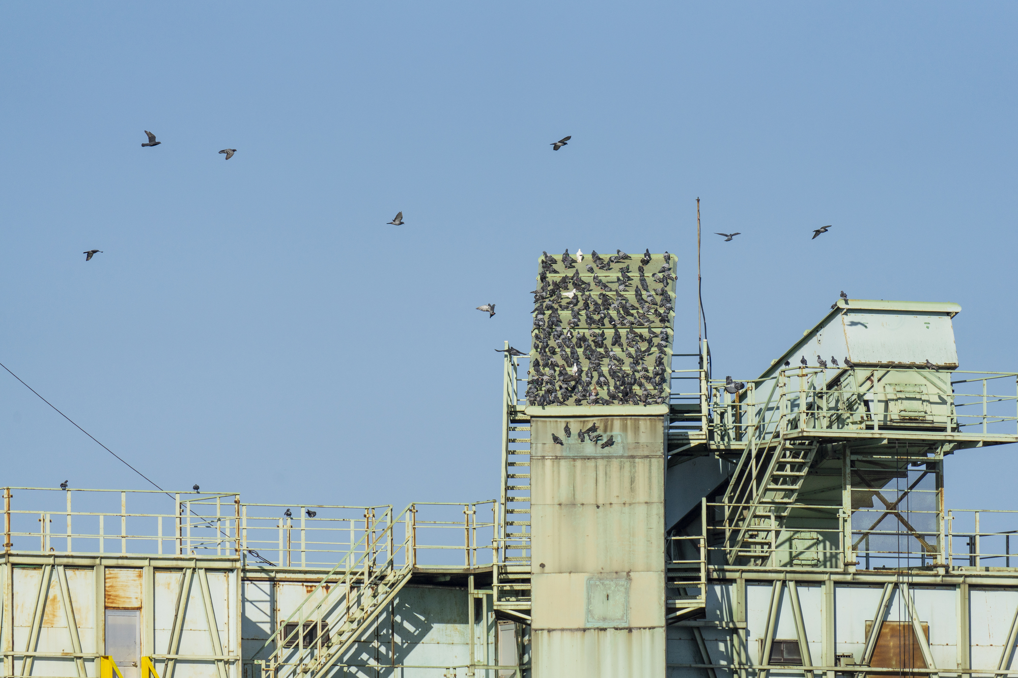 鳩の駆除による工場被害の軽減